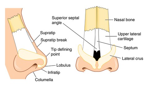 rhinoplasty procedure